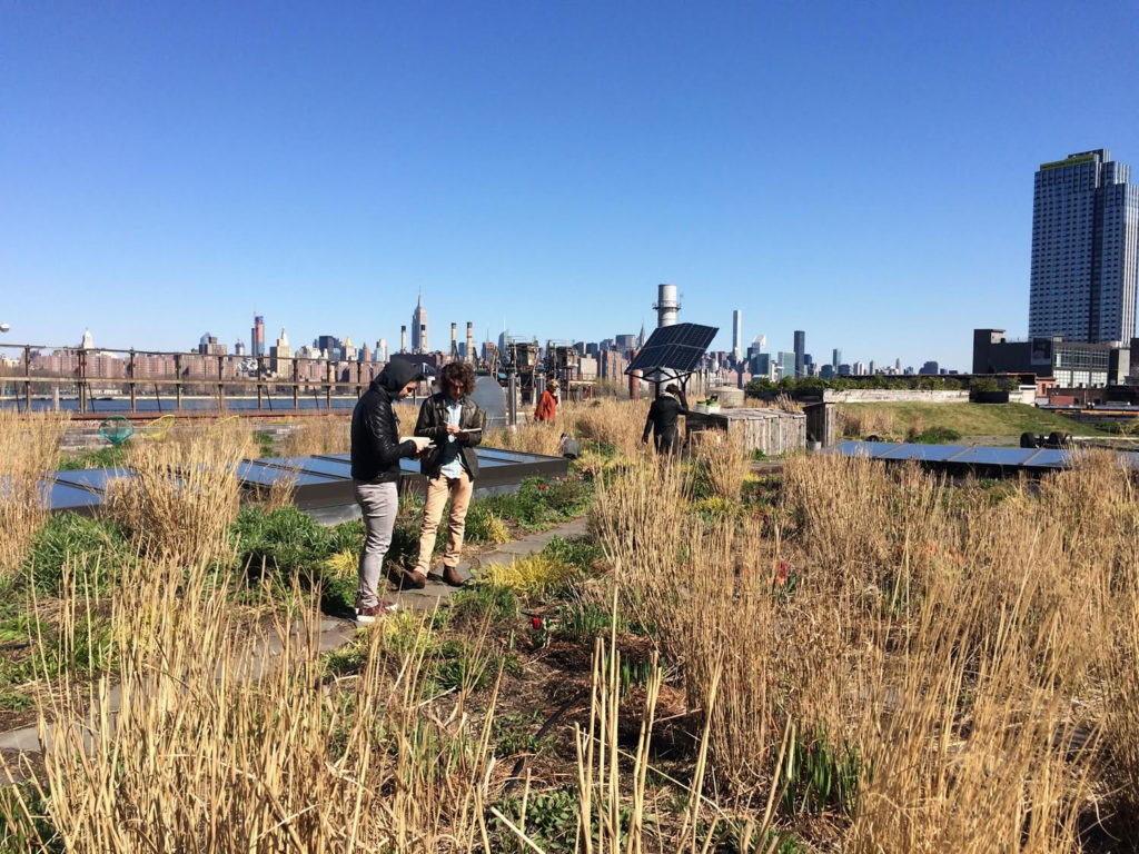 Students at work during a green roof ecology course, an example of a positive seed. Photo by Timon McPhearson