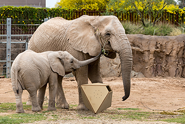 Student prototype rendering of music box designed for zoo elephants 