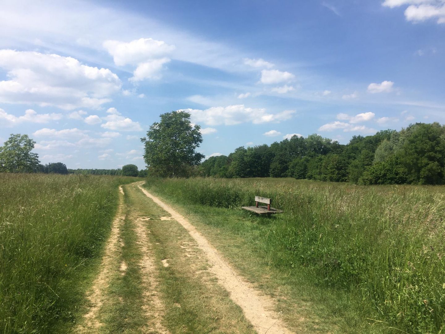 A wonderful first hike of the season in Ferrières-en-Brie Forest!